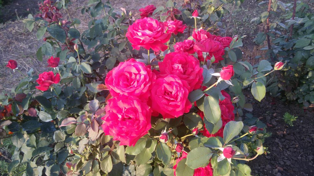 Rosas por una vagina